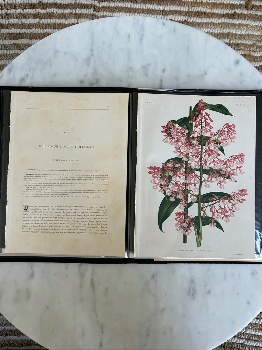 1885 Planche VII (Plate 7): Epidendrum paniculatum Reinwardt